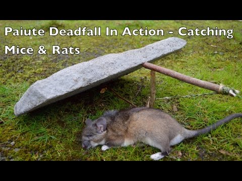 toggle deadfall survival trap  Survival, Wilderness survival, Survival  techniques