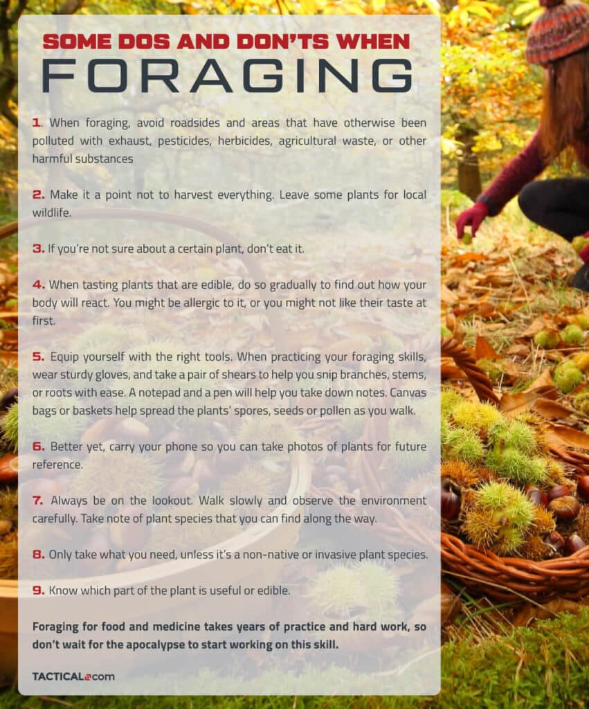 bushcraft 101 foraging tips