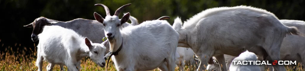 a herd of goats