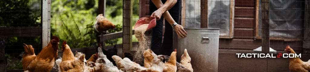 person feeding a flock of chickens